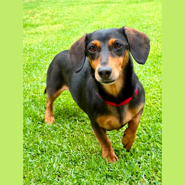Photo of Sally   8 Year Old Dachshund