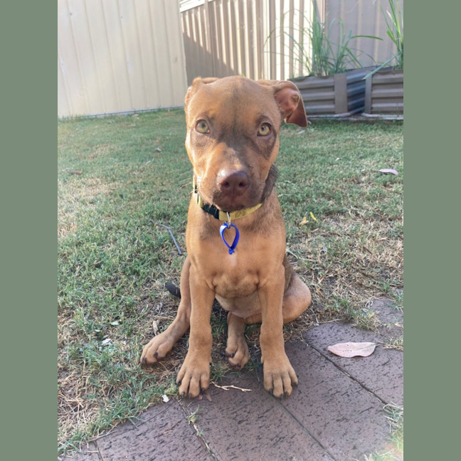 Photo of Ruby   11 Week Old Staffy X (On Trial)
