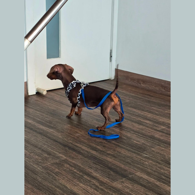 Photo of Milo