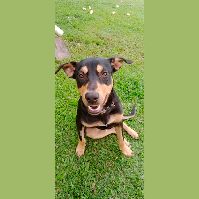 Photo of Whiskey