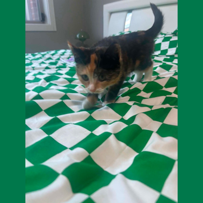 Photo of Mabel