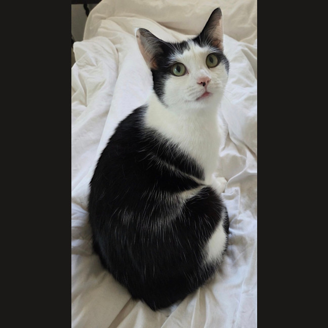 Photo of K   6 Year Old Domestic Short Hair