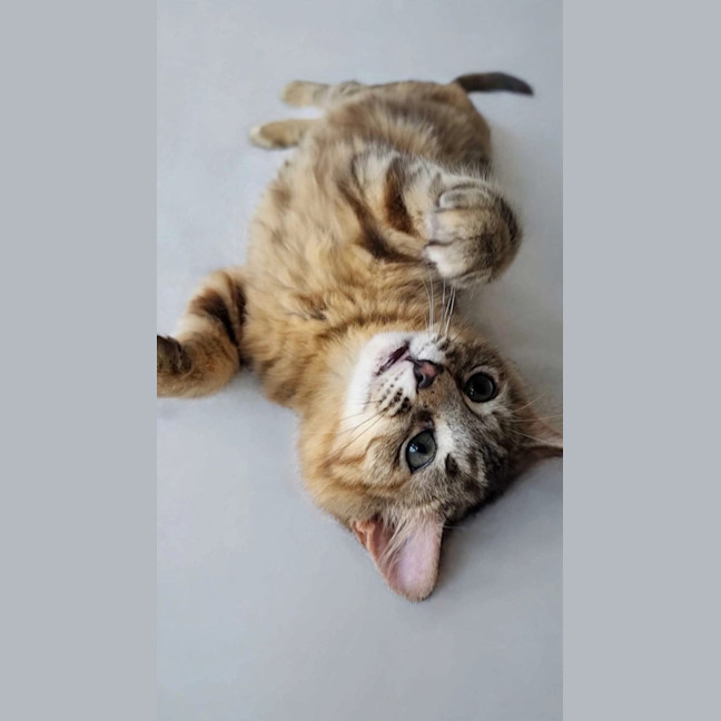 Photo of Skittles 