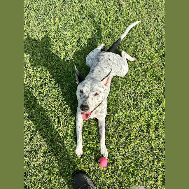 Photo of Cooper