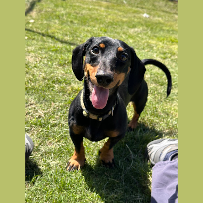 Photo of Diesel