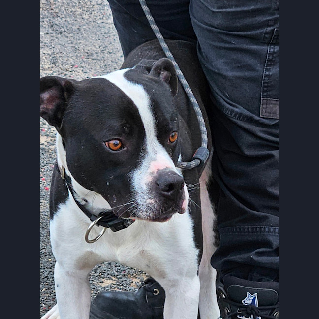 Photo of Banjo