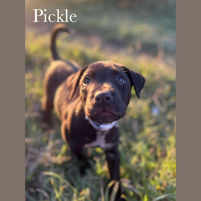 Photo of Pickle