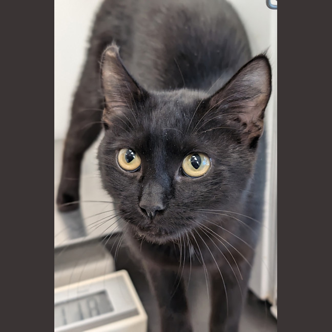 Photo of Flamingo Star