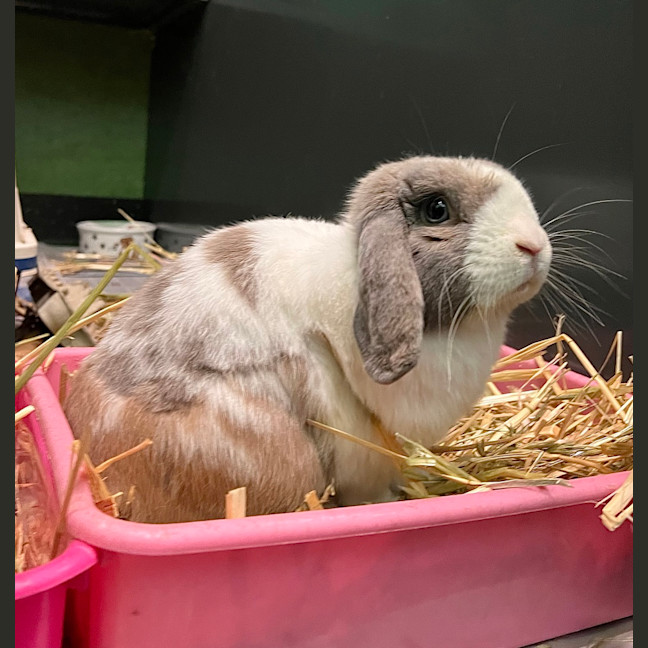 Photo of Raisin Bran