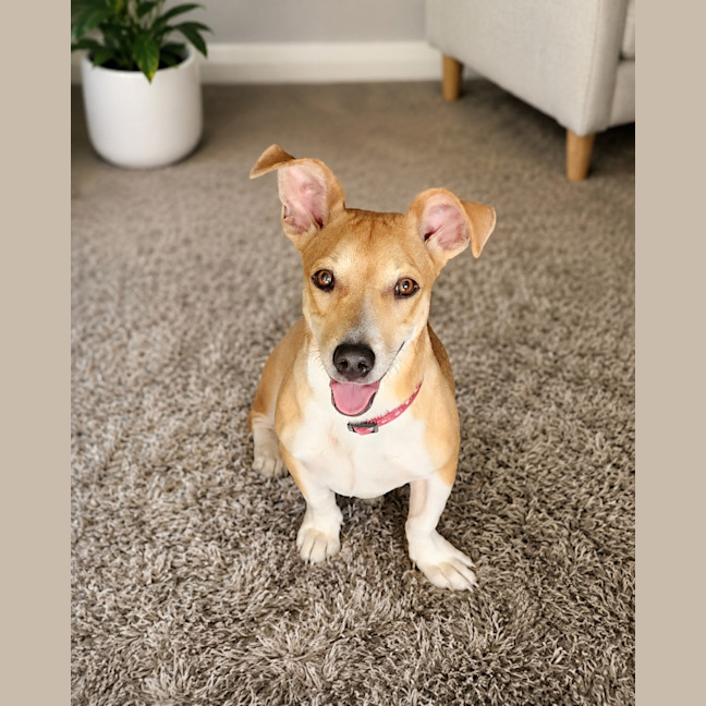 Photo of Piper (Pip)
