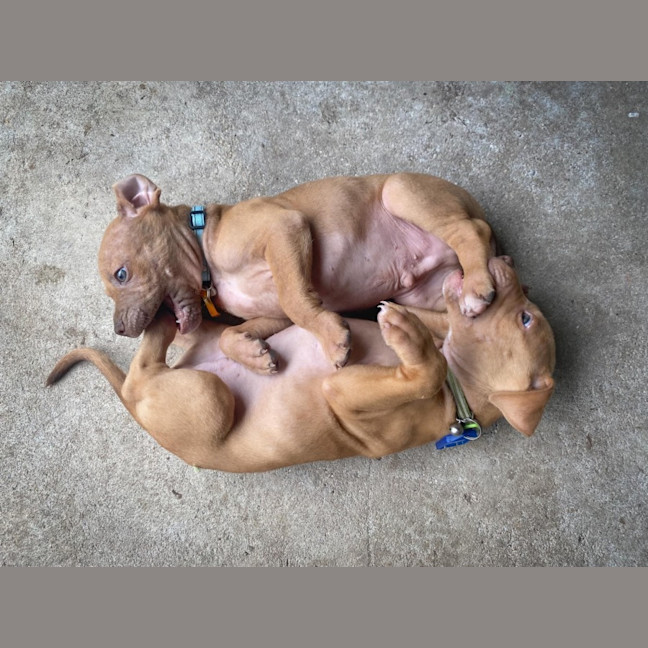 Photo of Honey