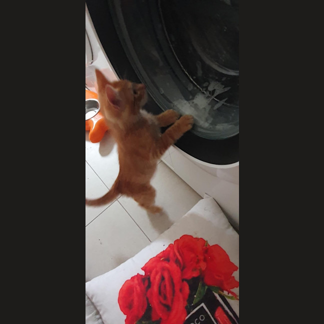 Photo of Lemon & Lime 