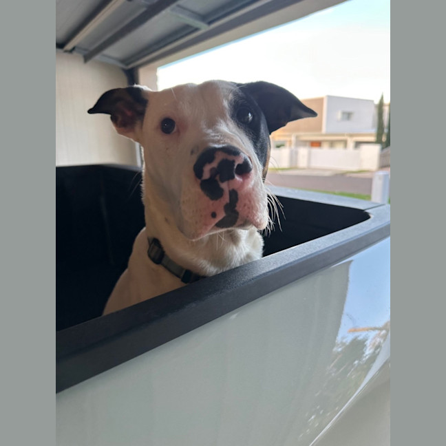 Photo of Moose