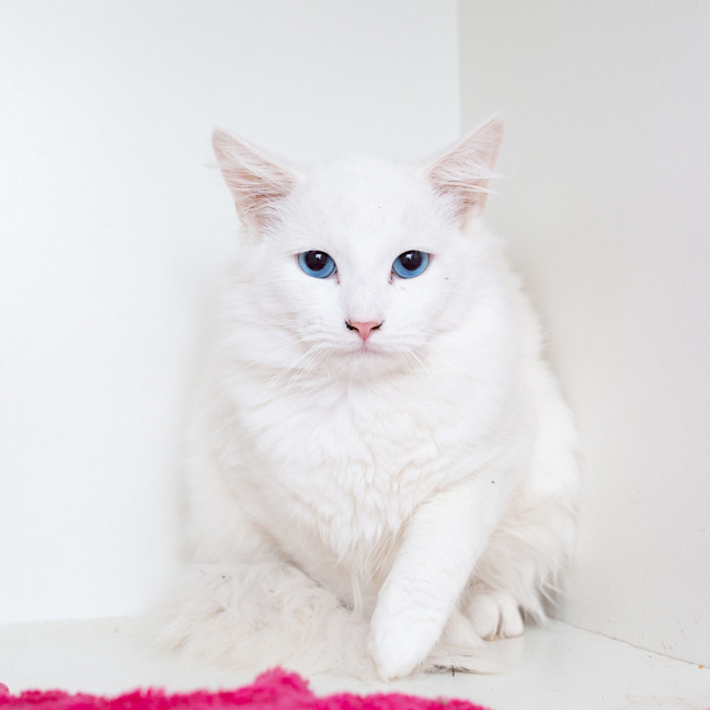 Photo of Malfoy