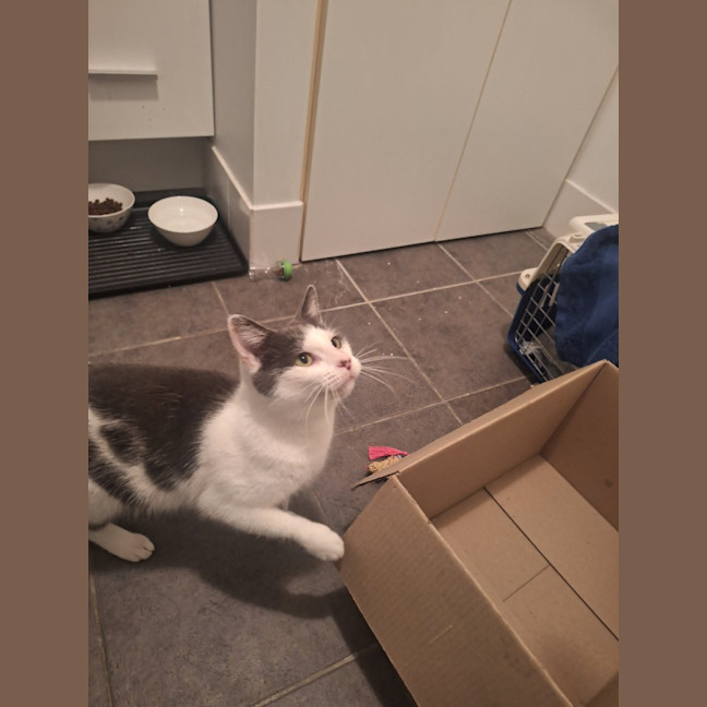 Photo of Daisy