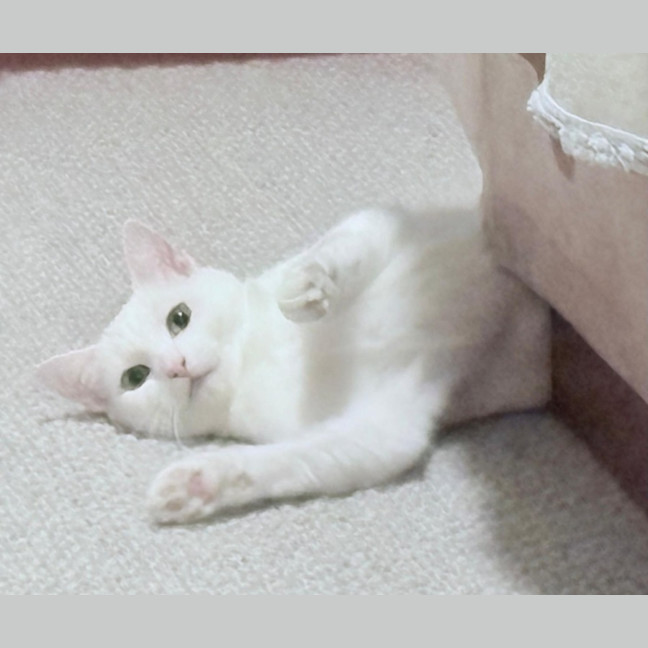 Photo of Peppermint 