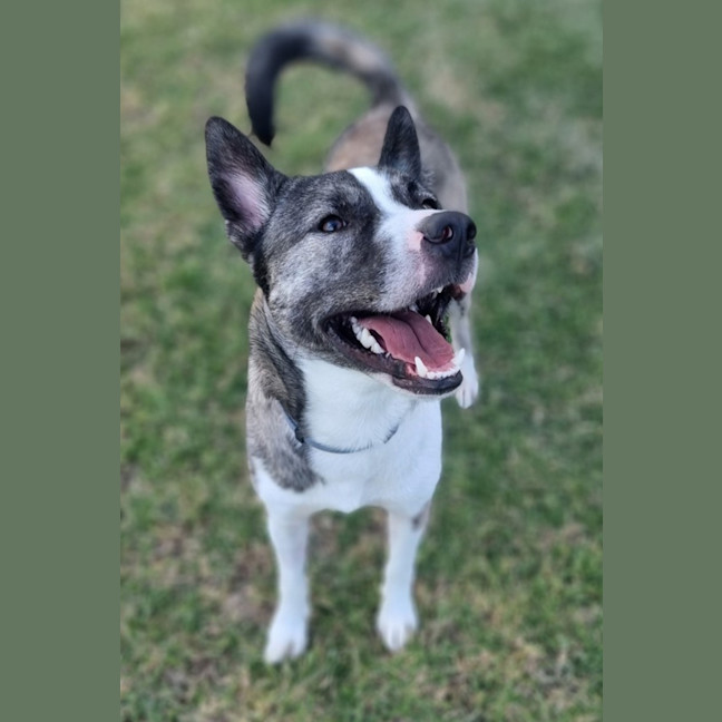 Photo of Nova (59445)