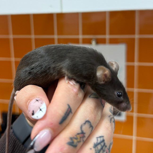 Photo of Peppera