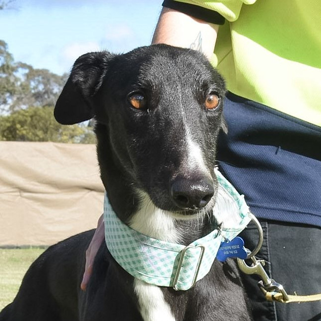 Photo of Frodo The Greyhound