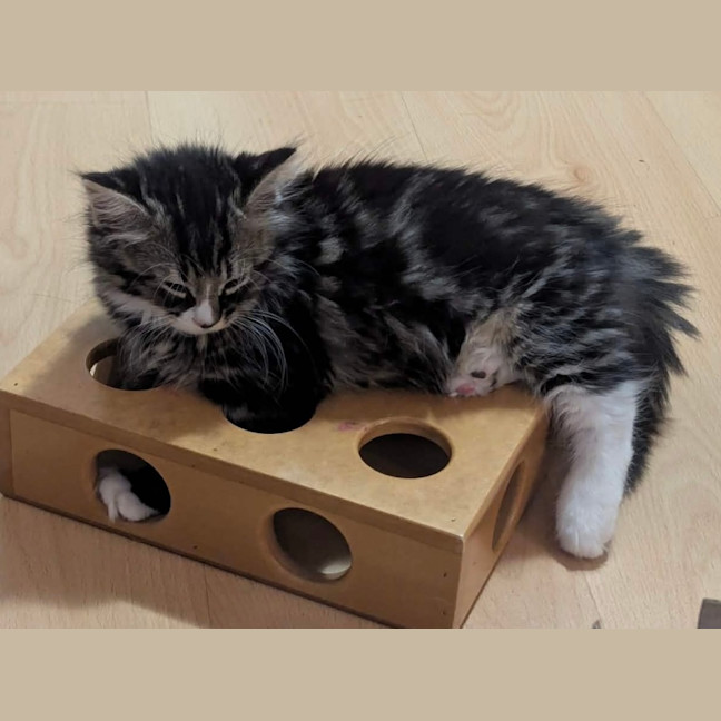 Photo of Evie & Leo   9 Week Old Domestic Short Hair