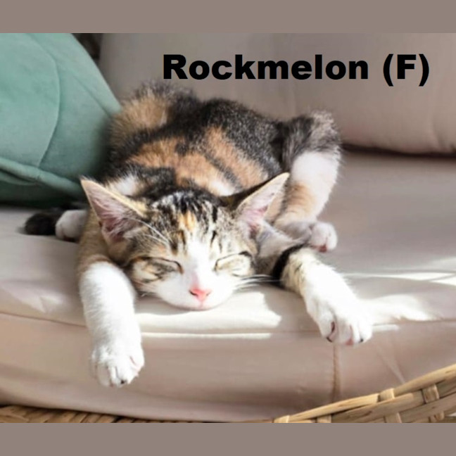 Photo of Rockmelon