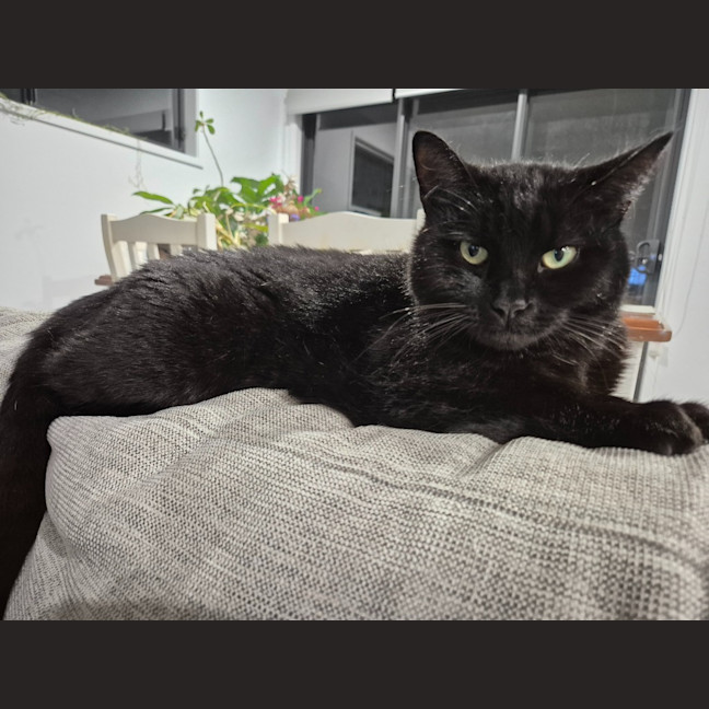 Photo of Honey