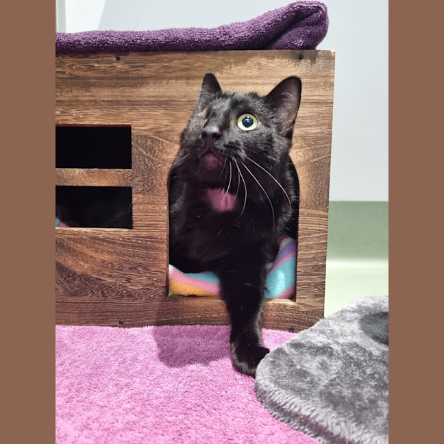 Photo of Dread Pirate Roberts