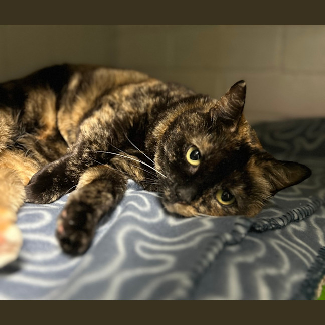 Photo of Stitch