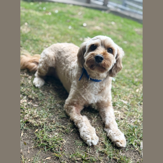Photo of Bailey