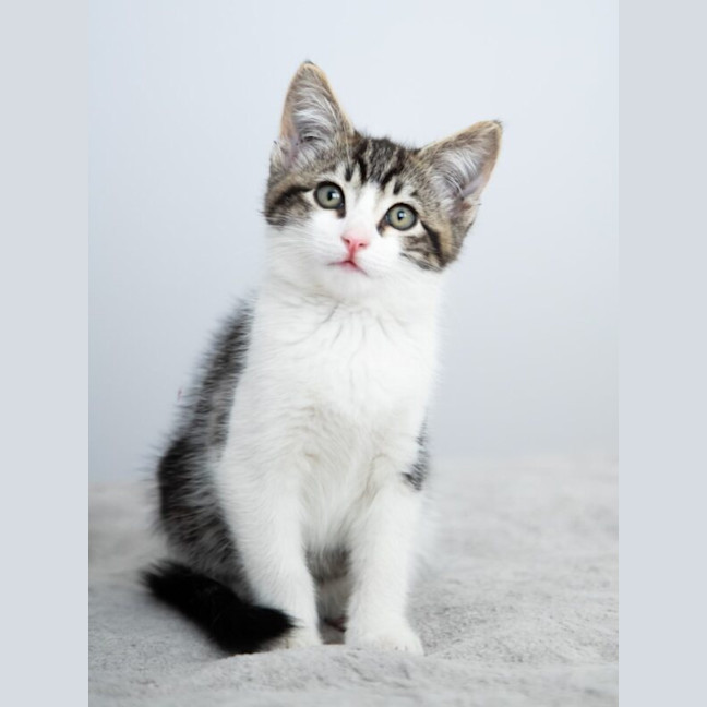 Photo of Waffles