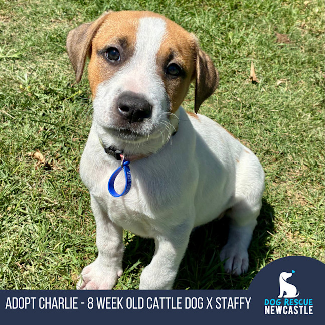 Photo of Charlie   8 Week Old Cattle Dog X 