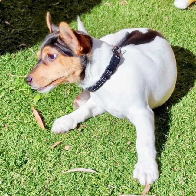 Photo of Little Louis 