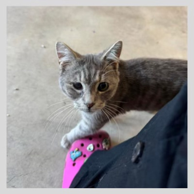 Photo of Juno