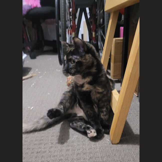 Photo of Mj Moo