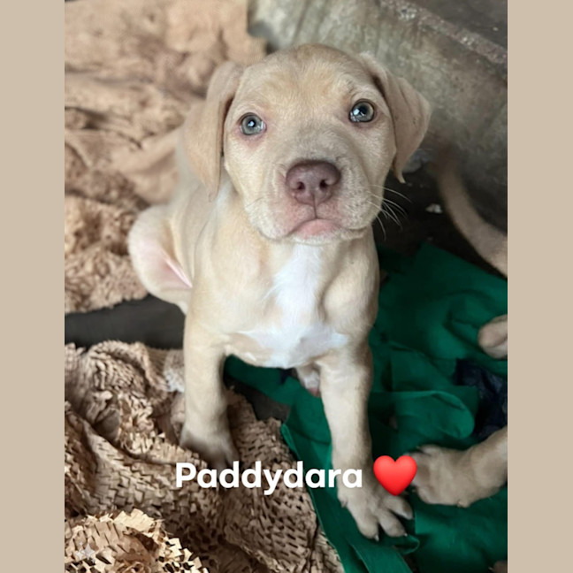 Photo of ☘️ Clover Dara's Litter ☘️