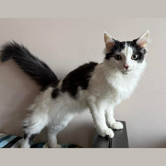 Photo of Peanut