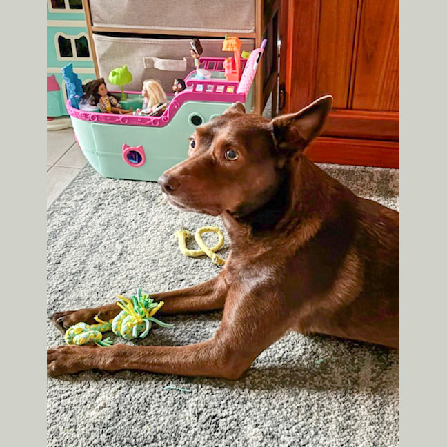 Photo of Pippa
