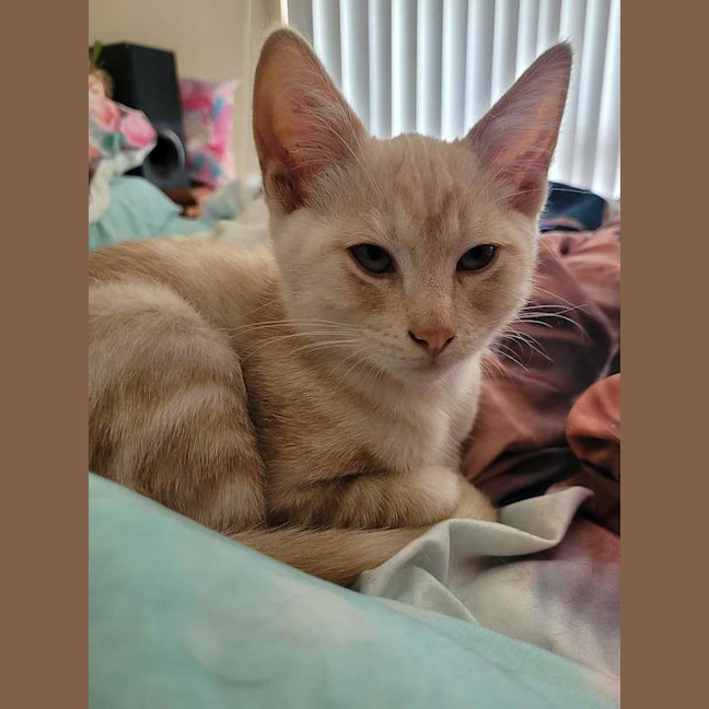 Photo of Toast