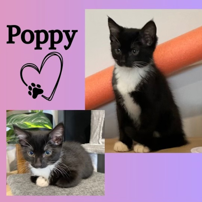 Photo of Poppy