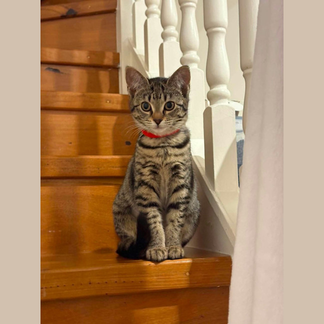Photo of Plum