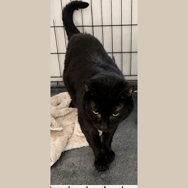 Photo of John Black *9 Lives Project Rescue*