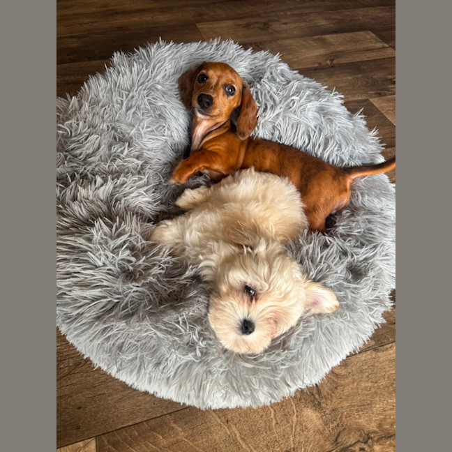 Photo of Peanut