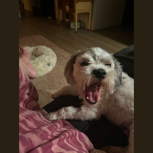 Photo of Gordy/Gordon