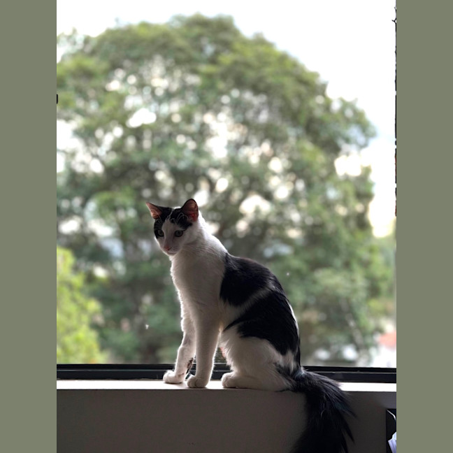 Photo of Luna