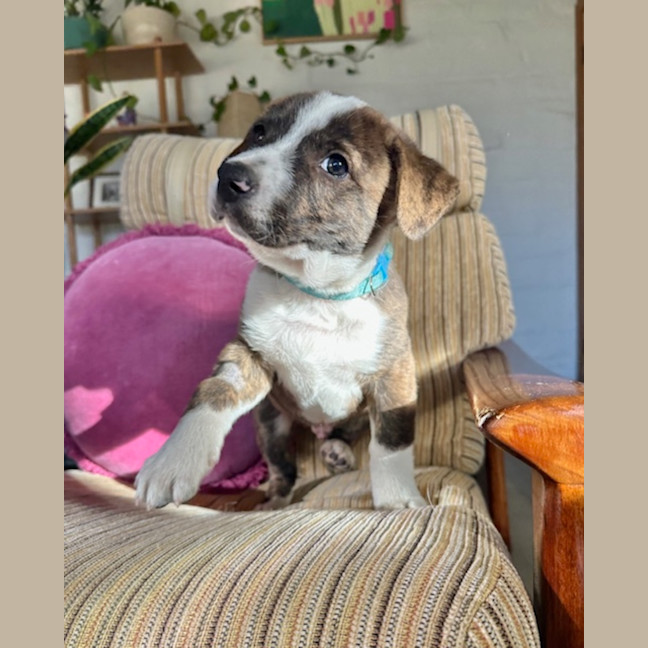 Photo of Buzzer