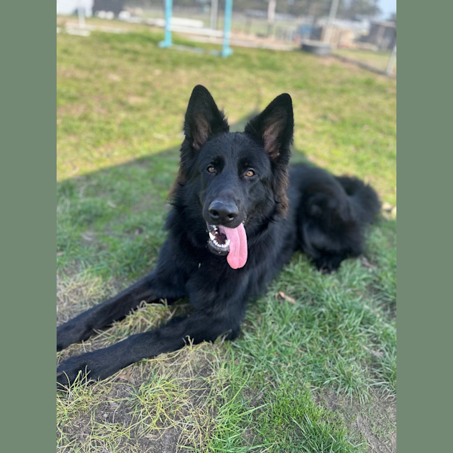 Photo of Buddy