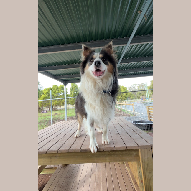 Photo of Toby