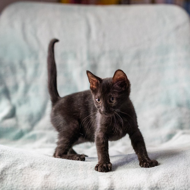 Photo of Fern