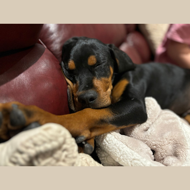 Photo of Zeke (Was Grayson) 