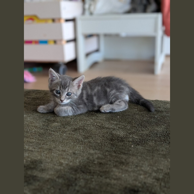Photo of Raine